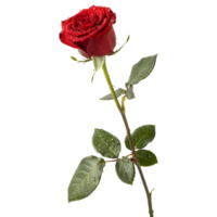 close-up image of a single red rose with a long stem, set against a transparent background png