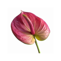 Closeup of Vibrant Pink Anthurium Flower with Textured Petal Details and Green Stem on Transparent Background png