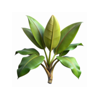 Tropical Banana Plant with Lush Green Leaves Isolated on Transparent Background for Botanical Design png