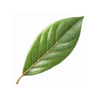 Detailed Green Leaf with Visible Veins Closeup Transparent Background for Nature and Design Projects png