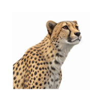 Closeup of Alert Cheetah with Black Tear Marks and Spotted Fur on Transparent Background png