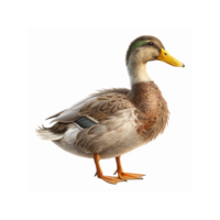 Mallard Duck with Brown Feathers and Yellow Beak Standing on Transparent Background for Wildlife Themes png