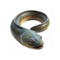 Closeup of Realistic Greenish Brown Eel with Smooth Skin and Open Mouth on Transparent Background png