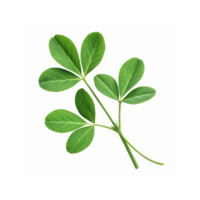 Fresh Green Fenugreek Leaves Isolated on Transparent Background for Culinary and Medicinal Use png