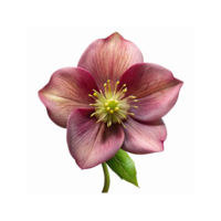 Closeup of Burgundy and Pink Hellebore Flower with Yellow Center and Green Leaf on Transparent Background png