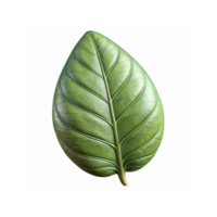 Close Up of Vibrant Green Leaf with Veins and Details on Transparent Background for Nature Concepts png