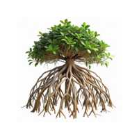 Mangrove Tree With Complex Root System And Green Leaves Representing Natural Ecosystem And Growth Concept png