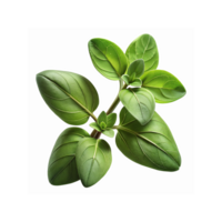 Fresh Green Basil Leaves Isolated on Transparent Background for Cooking and Food Decoration png
