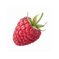 Close Up of Ripe Red Raspberry with Green Leaf Detailed Texture and Transparent Background png