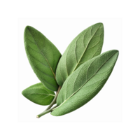 Fresh Green Sage Leaves Herb Botanical Closeup for Cooking and Natural Remedies on Transparent Background png