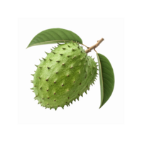 Green Fresh Soursop Fruit with Spiky Skin and Stem with Green Leaves on Transparent Background png