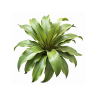 Vibrant Green Tropical Plant With Large Curved Leaves on Transparent Background for Design Use png