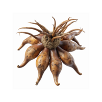 Closeup of Fresh Brown Dahlia Tubers with Roots on Transparent Background for Gardening and Planting png