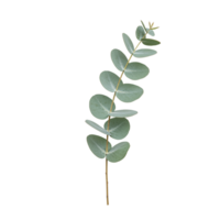 Elegant Eucalyptus Branch Isolated on Black Background Botanical Greenery Design Element Leaf Stem png