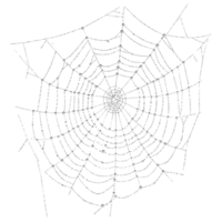 Intricate Dewdrop Spiderweb Nature Design Element Art Gray Black White Image Autumn Texture png