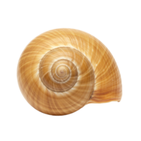 Closeup Tan Snail Shell Spiral Nature Texture Background Brown Beige Ocean Beach Macro Image Summer png