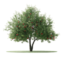 A tree with red apples on it png