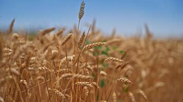 Yellow ripe spikelet of wheat swaying in the wind. Organic farming and harvesting. Wheat spikelets with ripe grains inside close up. video