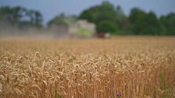 Vast field of ripe wheat. Yellow spikelets full of ripe grains inside close up. Big harvesting machine work blurred in the background. video