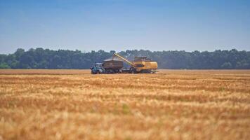 Large yellow combine loading off wheat grains into tractor trailer. Two harvesting machines in the wheat field in distance. Gathering crops on sunny hot day. video