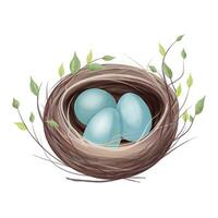 Realistic watercolour illustration of a bird's nest with three blue speckled eggs surrounded by thin branches. illustration. vector