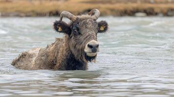 A majestic water buffalo wades through a serene river, surrounded by lush greenery and distant hills photo