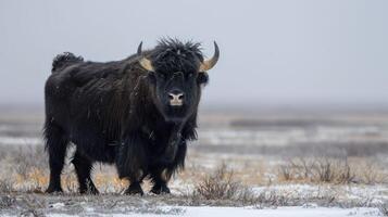 Majestic yak standing in a snowy landscape, surrounded by sparse vegetation under a foggy sky photo