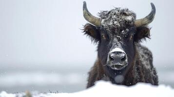 Close-up of a snow-covered bison in a winter landscape with falling snowflakes in the background photo