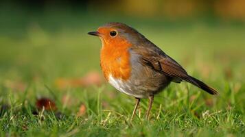 A vibrant robin perched gracefully on green grass in a serene natural setting, showcasing its colors photo