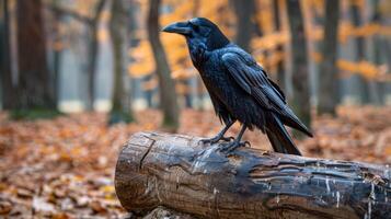 A raven perched on a log amidst autumn foliage in a serene forest setting photo