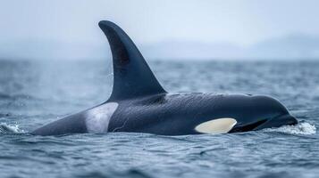 Majestic orca swimming gracefully in calm waters with misty mountains in the background photo