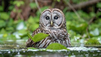 A serene owl perched on a leaf in tranquil waters, surrounded by lush greenery and reflections photo