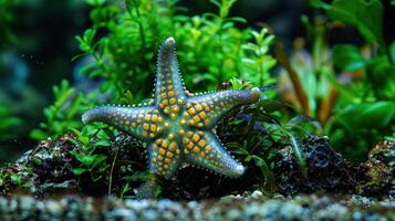 Vibrant starfish resting on a coral reef surrounded by lush aquatic plants in an aquarium photo