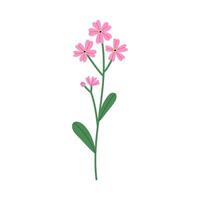 Pink flower with leaves isolated on white background. Hand drawn botanical illustration. vector