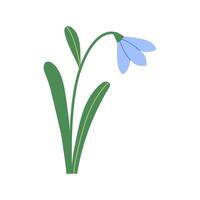 Abstract blue snowdrop with leaves isolated on white background. Spring wildflower. Hand drawn botanical illustration. vector