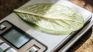 A macro shot of a leaf with a subtle luminescent pattern showcasing the effects of genetic modification resting on a scale to measure its weight against unmodified counterparts.. photo