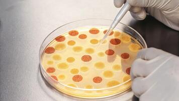 A closeup of a petri dish containing colorful genetically engineered food samples juxtaposed with a lab workers hands using a pipette showcasing innovative approaches to diet. photo