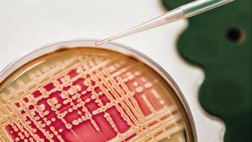 An overhead view of a petri dish containing bacterial colonies with a small pipette poised above ready to introduce CRISPR components for gene editing.. photo