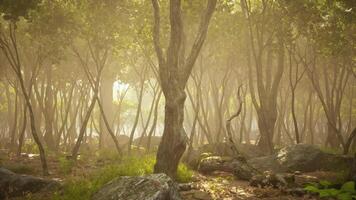 Soft morning light filters through a tranquil forest with mist and stones video