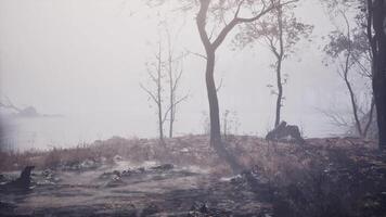 Misty shoreline at dawn with sparse trees and fog enveloping the landscape video