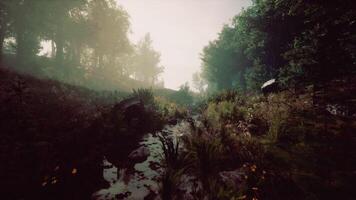 Calm morning in a misty forest with a gently flowing stream and lush greenery video