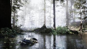 Peaceful forest with mist and reflections on calm water video