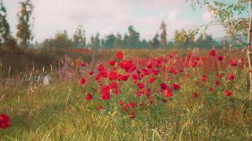 Vibrant poppy field in full bloom under a clear sky in summer sunlight video