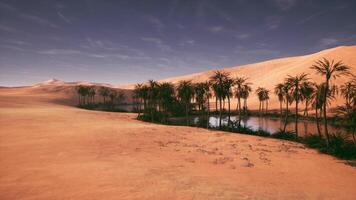Oasis with palm trees and water surrounded by desert landscape at dusk video