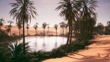Serenity of a desert oasis surrounded by palm trees at sunset glow video
