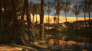 Lush palms reflecting in a tranquil oasis surrounded by desert dunes at sunset video