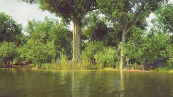 Serene riverbank with lush greenery and tranquil water in a sunny environment video