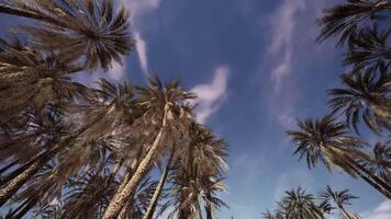 Tall palms stretch towards the blue sky in a serene tropical setting video