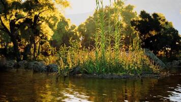 Serene island surrounded by calm water during golden hour in a lush forest video