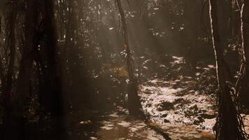 Sunlight filters through dense jungle canopy in a tranquil forest setting video